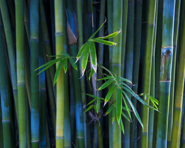 肺经郁热中药方子