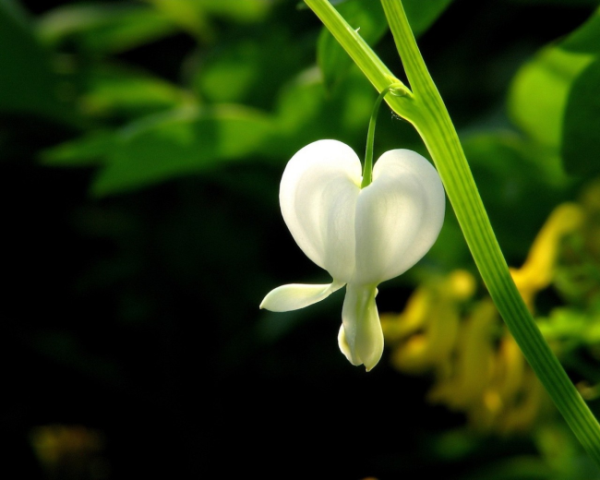 血压高耳鸣中药方剂有哪些