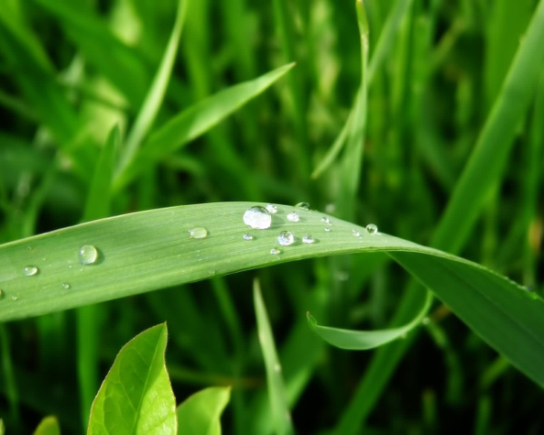 肝肺脾胃去火中药方子图，老人净化血管的中药方子
