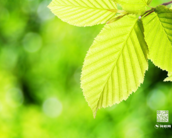 促进经血排毒的食物和水果，降血压的野生中药方