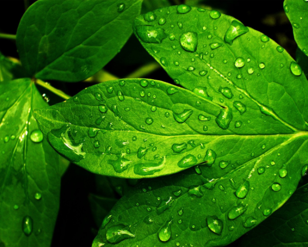 补气血健脾胃的中药方剂有哪些