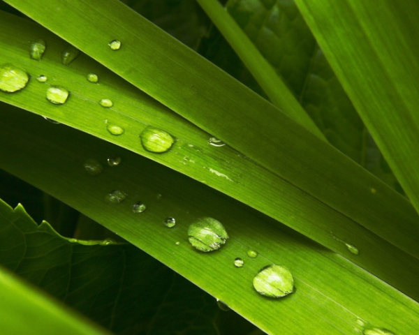 降低胆固醇的蔬菜水果，猕猴桃水果的营养成分