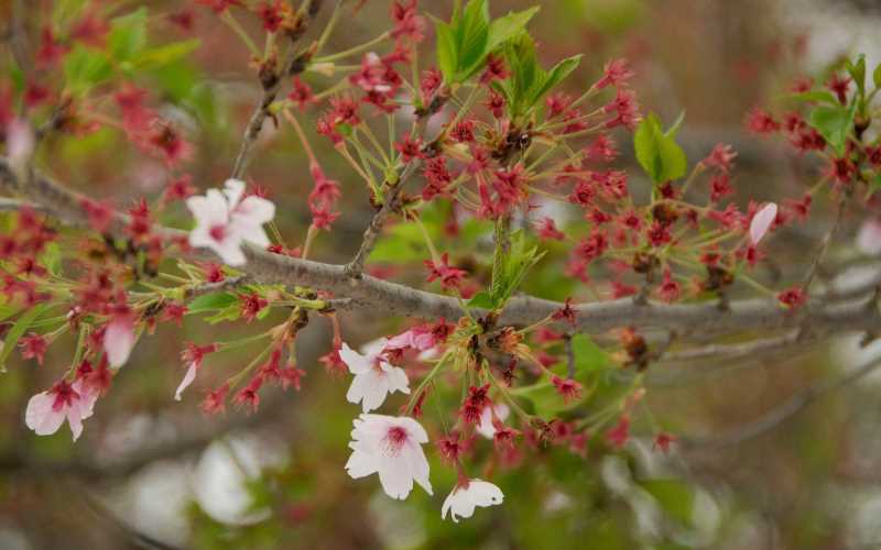 如何进补补脾胃的中药方，高血压吃啥中药方剂