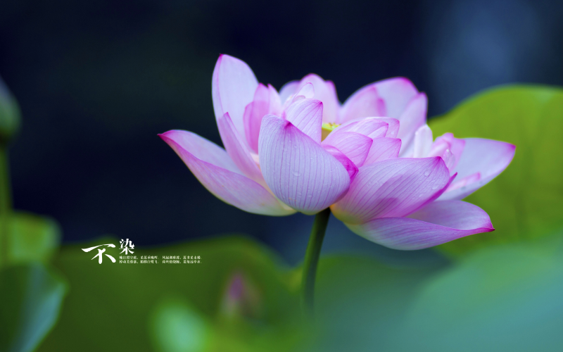 oracle之sqlplus讲解