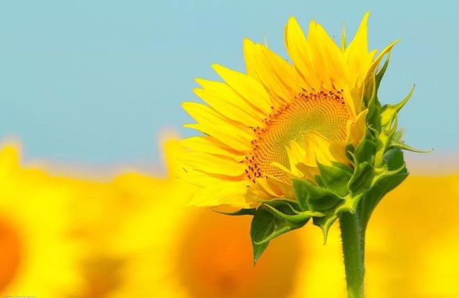 珍惜资源的句子经典（共40句）