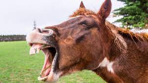 笑话故事暴笑大全