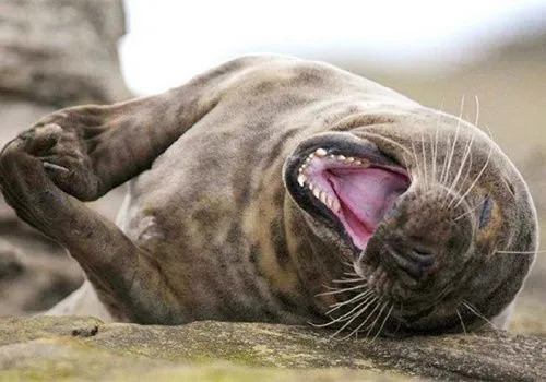 绝对笑抽你的笑话故事