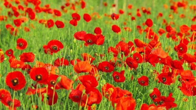 白羊座今天星座运势（2023-03/18日）